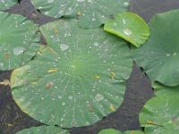 Albums/20060800-China Aug 2006/20060804-Shenyang University/54